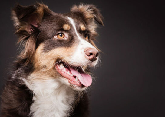 portafolio-veterinaria