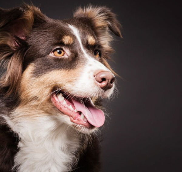 portafolio-veterinaria